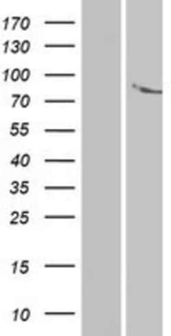 Novus Biologicals&trade;&nbsp;ANKK1 Overexpression Lysate
