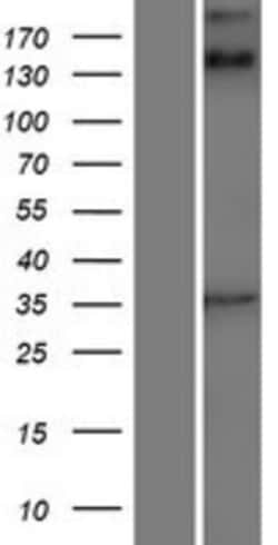 Novus Biologicals&trade;&nbsp;ANKRD15 Overexpression Lysate