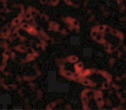 ANKRD54 Antibody - BSA Free, Novus Biologicals 0.025 mg | Buy Online | Novus Biologicals | Fisher Scientific