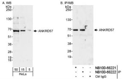 ANKRD57 Antibody, Novus Biologicals 0.1mL; Unlabeled:Antibodies, Polyclonal