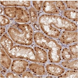 Ankyrin Repeat Domain 24 Antibody, Novus Biologicals 0.1mL; Unlabeled:Antibodies,