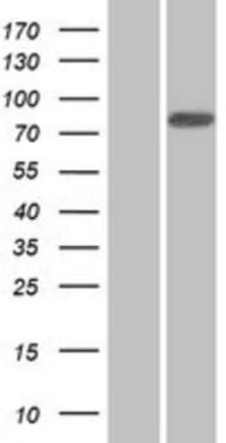 Novus Biologicals&trade;&nbsp;ANKZF1 Overexpression Lysate