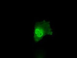 Annexin A10 Antibody (OTI4D8), Novus Biologicals 0.1mL; Unlabeled:Antibodies,
