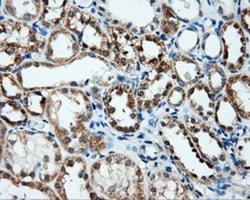 Annexin A10 Antibody (OTI4D8), Novus Biologicals 0.1mL; Unlabeled:Antibodies,