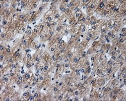 Annexin A10 Antibody (OTI4D8), Novus Biologicals 0.1mL; Unlabeled:Antibodies,