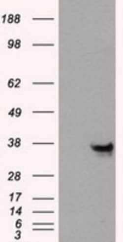 Annexin A10 Antibody (OTI4D8), Novus Biologicals 0.1mL; Unlabeled:Antibodies,