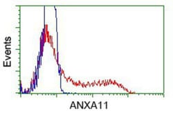 Annexin A11 Antibody (OTI1C6), Novus Biologicals 0.1 mL | Buy Online | Novus Biologicals | Fisher Scientific