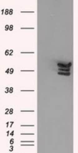 Annexin A11 Antibody (OTI1C6), Novus Biologicals 0.1 mL | Buy Online | Novus Biologicals | Fisher Scientific