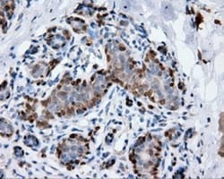 Annexin A1 Antibody (OTI3A8), Novus Biologicals 0.1mL; Unlabeled:Antibodies,