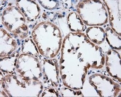 Annexin A1 Antibody (OTI3A8), Novus Biologicals 0.1mL; Unlabeled:Antibodies,