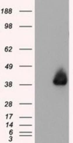 Annexin A1 Antibody (OTI3A8), Novus Biologicals 0.1mL; Unlabeled:Antibodies,