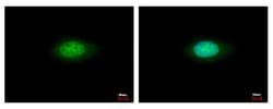 Annexin A7 Antibody, Novus Biologicals 0.1mL; Unlabeled:Antibodies, Polyclonal