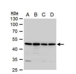 Annexin A7 Antibody, Novus Biologicals 0.1mL; Unlabeled:Antibodies, Polyclonal