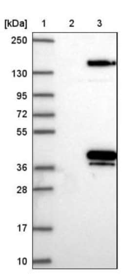 Annexin A9 Antibody, Novus Biologicals:Antibodies:Primary Antibodies