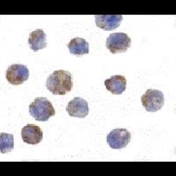 ANP32A Antibody - BSA Free, Novus Biologicals 0.1mg; Unlabeled:Antibodies,