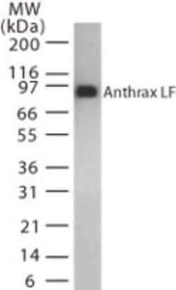 Anthrax LF Antibody (5F502.2), Novus Biologicals 0.025mg; Unlabeled:Antibodies,