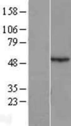 Novus Biologicals™ Antizyme inhibitor 1 Overexpression Lysate