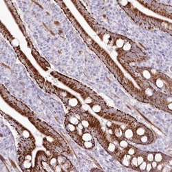ANUBL1 Antibody, Novus Biologicals:Antibodies:Primary Antibodies