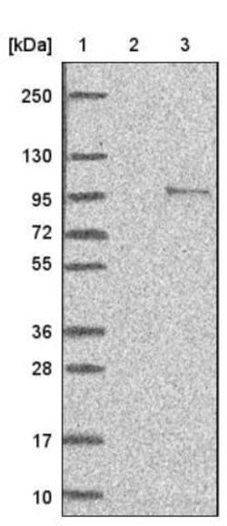 ANUBL1 Antibody, Novus Biologicals:Antibodies:Primary Antibodies