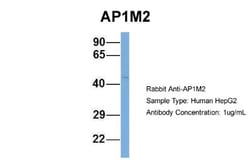 AP1M2 Antibody, Novus Biologicals:Antibodies:Primary Antibodies