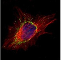AP1S2 Antibody, Novus Biologicals 0.1mL; Unlabeled:Antibodies, Polyclonal
