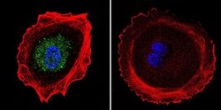 AP2 alpha Antibody (3B5), Novus Biologicals 0.1mL; Unlabeled:Antibodies,
