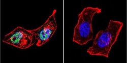 AP2 alpha Antibody (3B5), Novus Biologicals 0.1mL; Unlabeled:Antibodies,