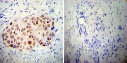 AP2 alpha Antibody (3B5), Novus Biologicals 0.1mL; Unlabeled:Antibodies,