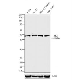 AP2 alpha Antibody (3B5), Novus Biologicals 0.1mL; Unlabeled:Antibodies,