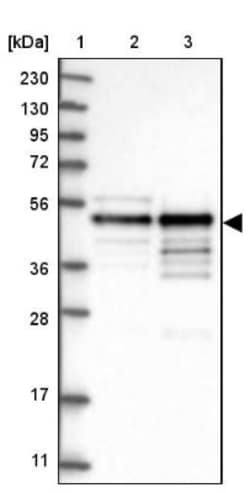 AP2 alpha Antibody, Novus Biologicals:Antibodies:Primary Antibodies