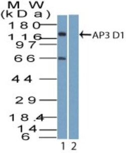 AP3D1 Antibody, Novus Biologicals:Antibodies:Primary Antibodies