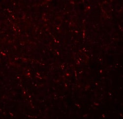 AP3M1 Antibody - BSA Free, Novus Biologicals 0.025 mg, Unconjugated:Antibodies,