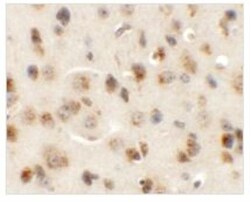 AP3M1 Antibody - BSA Free, Novus Biologicals 0.025 mg, Unconjugated:Antibodies,