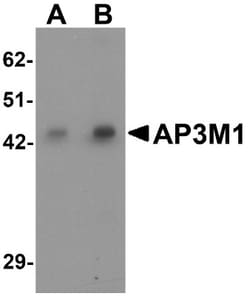 AP3M1 Antibody - BSA Free, Novus Biologicals:Antibodies:Primary Antibodies