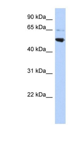 AP3M2 Antibody, Novus Biologicals:Antibodies:Primary Antibodies