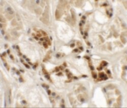 AP3S1 Antibody - BSA Free, Novus Biologicals:Antibodies:Primary Antibodies