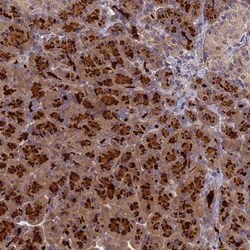 AP4E1 Antibody, Novus Biologicals 0.1mL; Unlabeled:Antibodies, Polyclonal