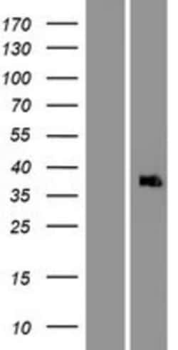 Novus Biologicals&trade;&nbsp;APAF-1 Overexpression Lysate