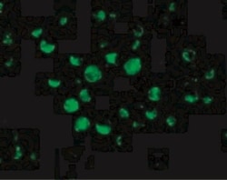 APAF-1 Antibody, Novus Biologicals 0.1mg; Unlabeled:Antibodies, Polyclonal