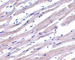 APAF-1 Antibody, Novus Biologicals 0.1mg; Unlabeled:Antibodies, Polyclonal