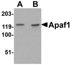 APAF-1 Antibody, Novus Biologicals 0.1mg; Unlabeled:Antibodies, Polyclonal