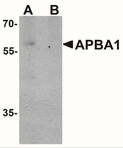 APBA1 Antibody - BSA Free, Novus Biologicals:Antibodies:Primary Antibodies