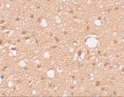 APBA2 Antibody - BSA Free, Novus Biologicals 0.025 mg, Unlabeled:Antibodies,