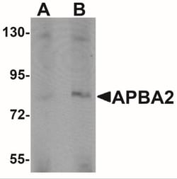 APBA2 Antibody - BSA Free, Novus Biologicals 0.025 mg, Unlabeled:Antibodies,