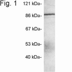 APBA3/Mint-3 Antibody, Novus Biologicals 0.1mg; Unlabeled:Antibodies, Polyclonal