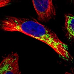 APBB2 Antibody, Novus Biologicals 25 &mu;L; Unlabeled:Antibodies, Polyclonal