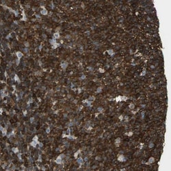 APBB3 Antibody, Novus Biologicals 0.1mL; Unlabeled:Antibodies, Polyclonal