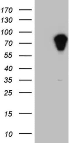 APC Antibody (OTI2B8), Novus Biologicals 0.1mL; Unlabeled:Antibodies, Monoclonal