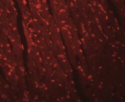 Apc10 Antibody - BSA Free, Novus Biologicals 0.1mg; Unlabeled:Antibodies,