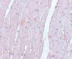 Apc10 Antibody - BSA Free, Novus Biologicals 0.1mg; Unlabeled:Antibodies,